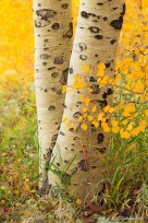 aspen, lily lake, leaves, trunk, spots