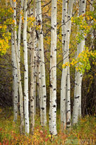 aspen, red, yellow, 