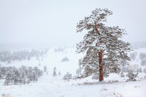 2012,america,beaver meadows,colorado,february,plant,rmnp,roc