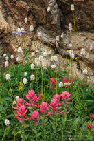 america,bluebird lake,colorado,flower,indian paintbrush,july