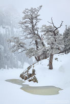 trees, dream lake, ice, april, snow, artistic 