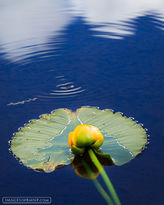 lily, lily pad, forest lake, rocky mountain national park, f
