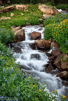 august, lion lakes, flowers, wildflowers, stream, summer