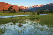 flowers, reflection, moraine park, rocky mountain national p