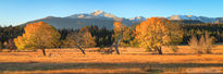 longs peak, october, beaver meadows, aspen, rocky mountain n