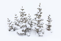 trees, flattop mountain, rocky mountain national park, snow,