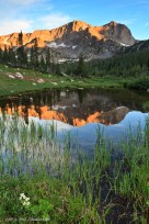 thunder lake, wild basin, mount alice, reflection, flower, a