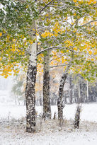 aspen, snow, transitions,
