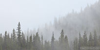 forest, clouds, fog