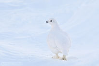 ptarmigan, bird, snow, 