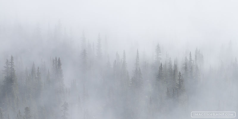 forest, fog, Wild Basin, Mount Orton, RMNP
