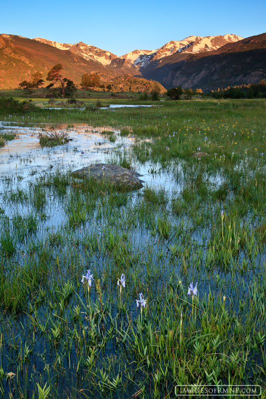 moraine park, wildflowers, june, iris, , photo