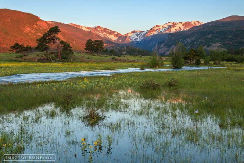 flowers, reflection, moraine park, rocky mountain national p, photo
