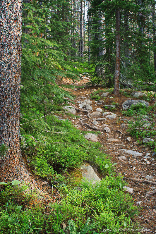 Trail up Box Canyon box canyon, forest, trail
