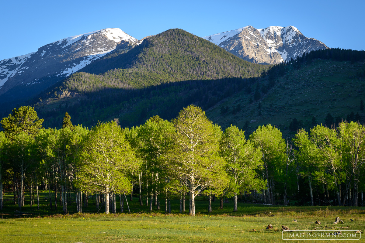 It was another spectacular June morning in Rocky Mountain National Park. The aspen in Horseshoe Park were a fresh vibrant green...