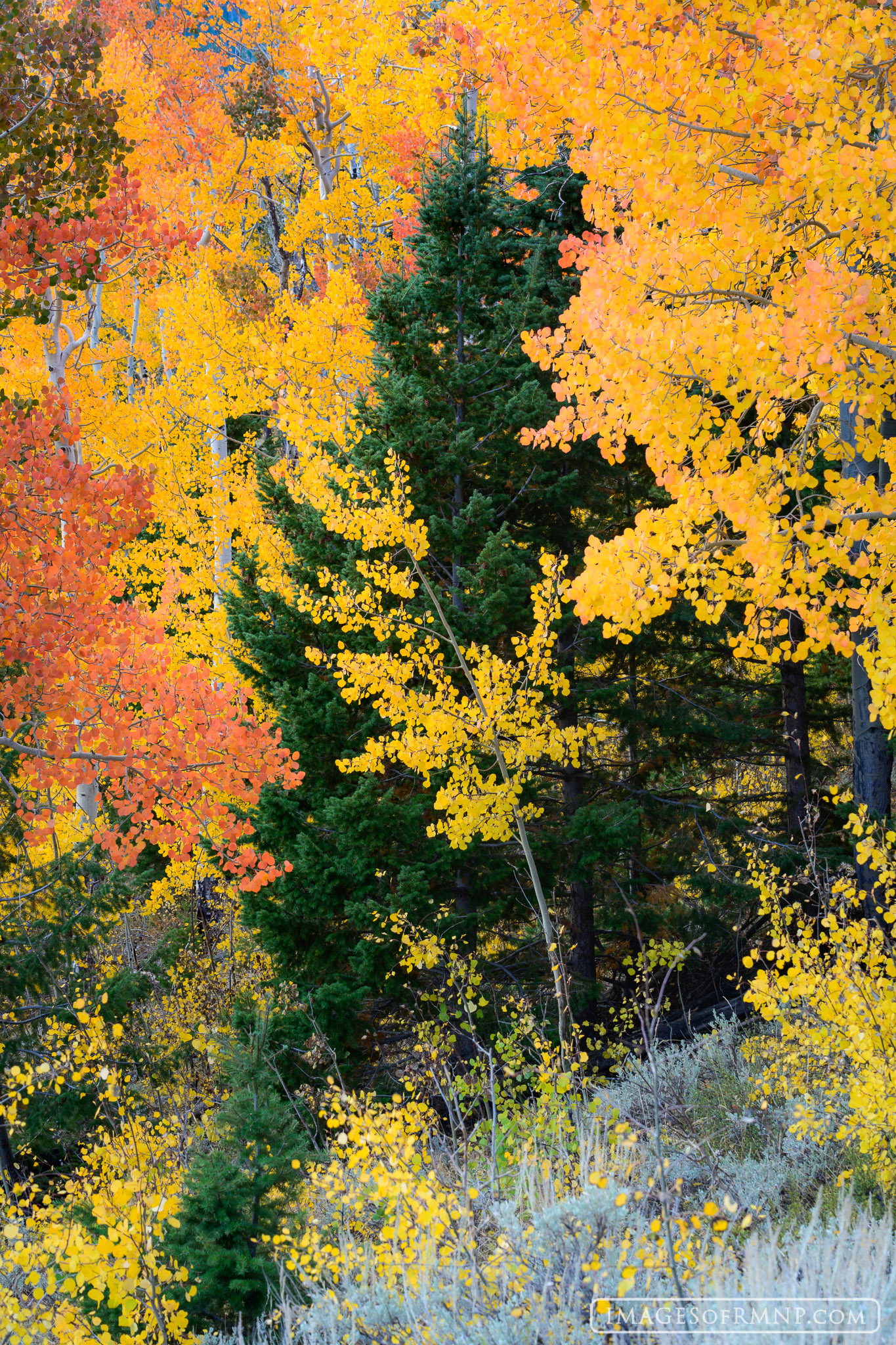 A pine tree finds itself in the embrace of an aspen grove during the colorful autumn season. There is something about this diverse...
