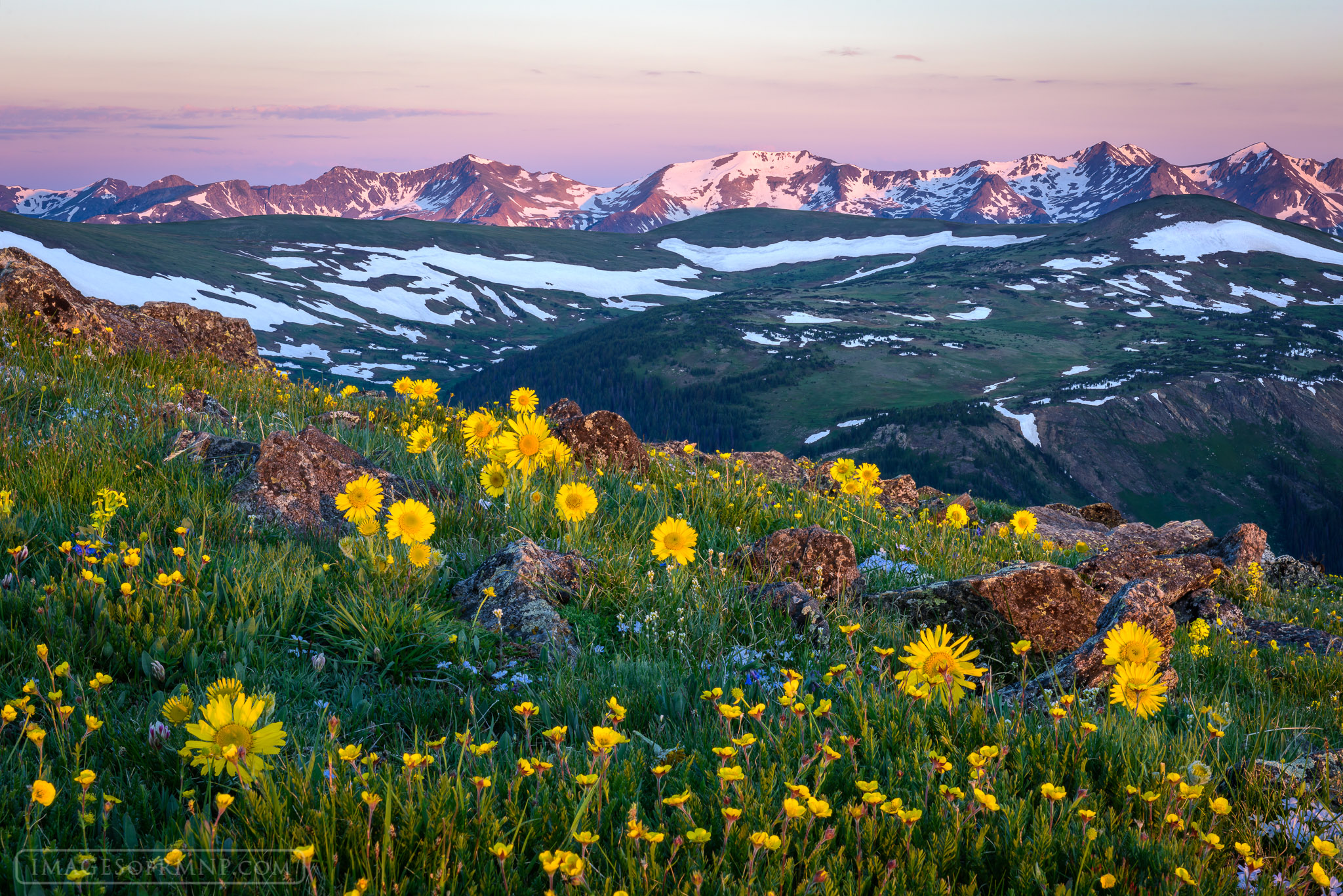 The tundra explodes with wildflowers in early summer in Rocky Mountain National Park as the Never Summer Mountains try to hold...