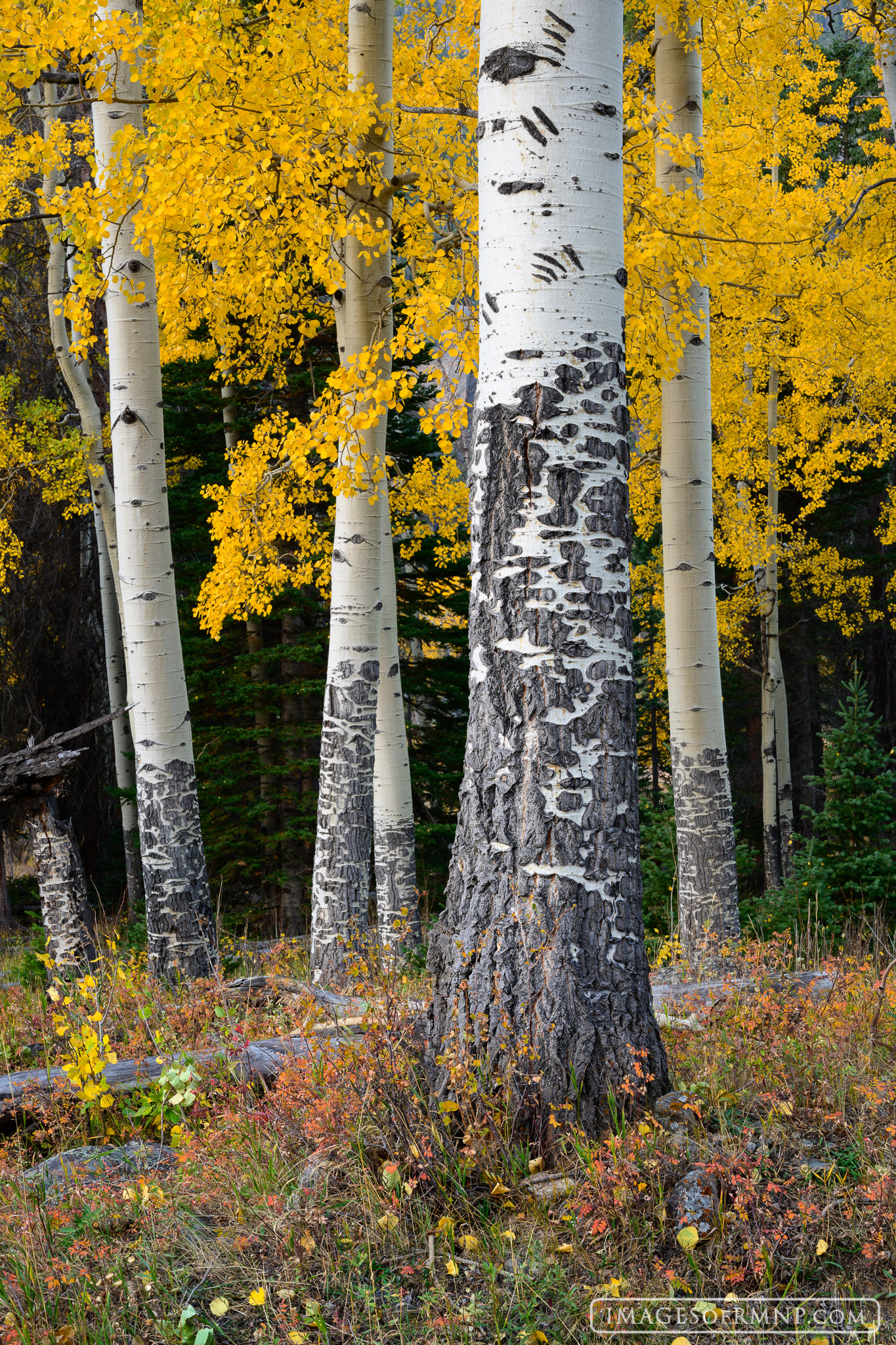 The aspen trees of Rocky Mountain National Park don't have an easy life. Elk chew on their sweet white bark leaving black scars...