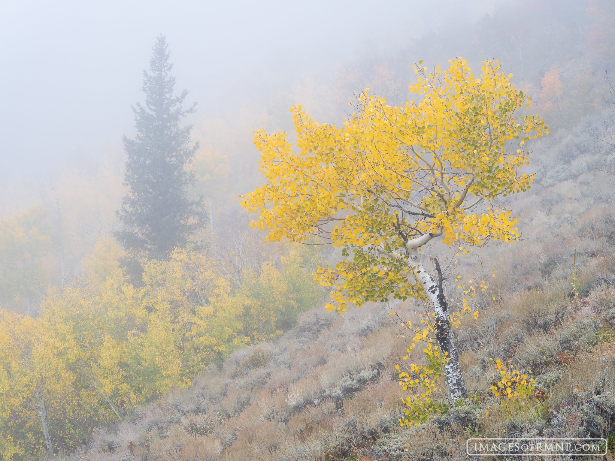 A quiet autumn scene in Rocky Mountain National Park on a rare foggy afternoon.