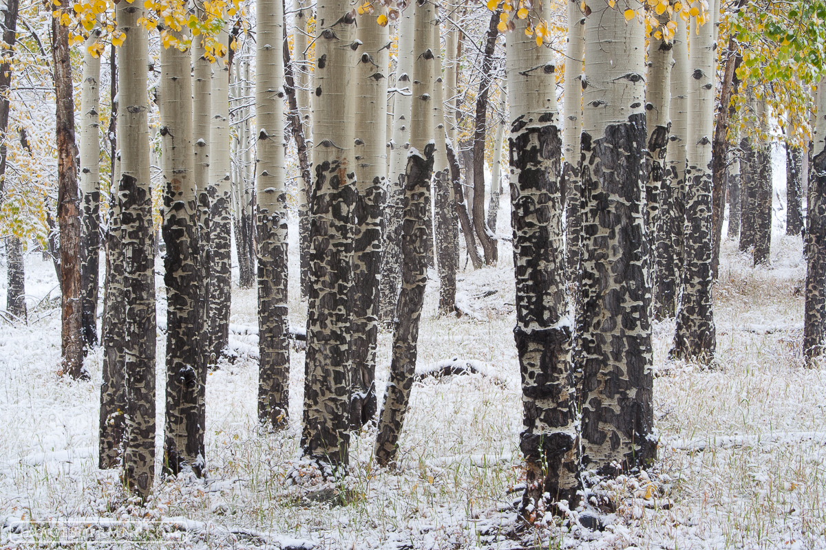 Rocky Mountain National park is blessed with many stands of slender aspen which provide an elegant and at times colorful touch...