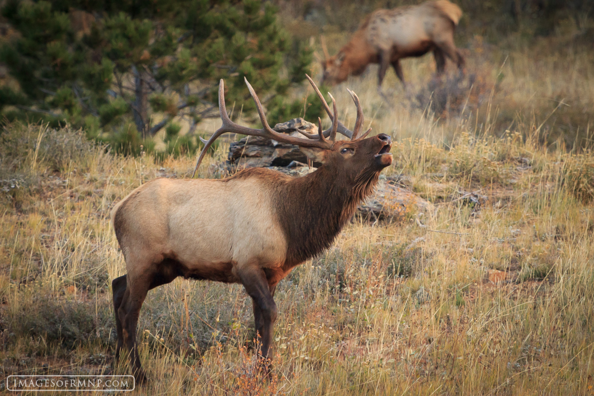A bull elk bugles during the annual rut which takes place each September and October in Rocky Mountain National Park.